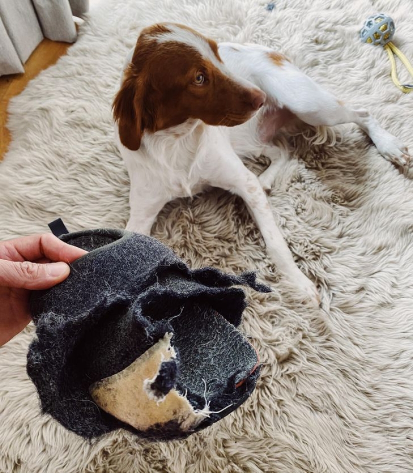 22 funny photos of animals that don't like the New Year 22 funny photos of animals that don't like the New Year