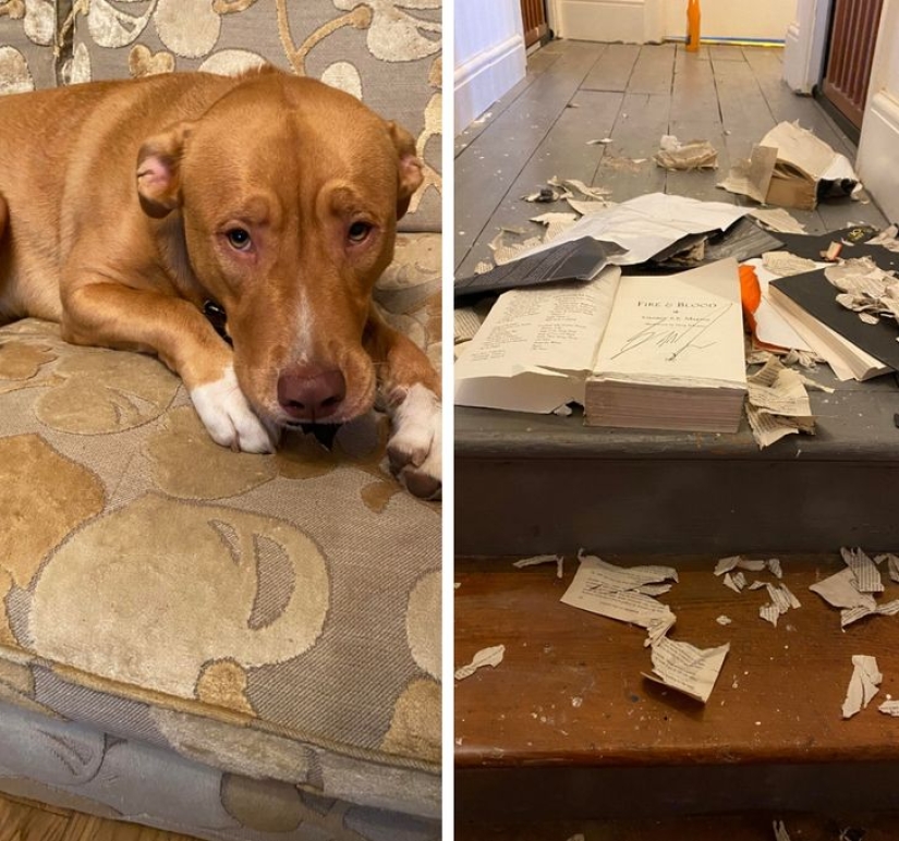 22 funny photos of animals that don't like the New Year 22 funny photos of animals that don't like the New Year