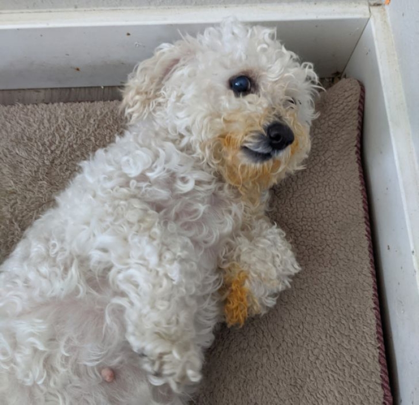 22 funny photos of animals that don't like the New Year 22 funny photos of animals that don't like the New Year