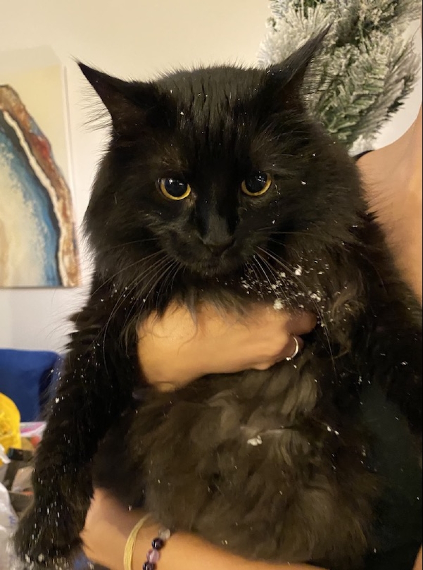 22 funny photos of animals that don't like the New Year 22 funny photos of animals that don't like the New Year