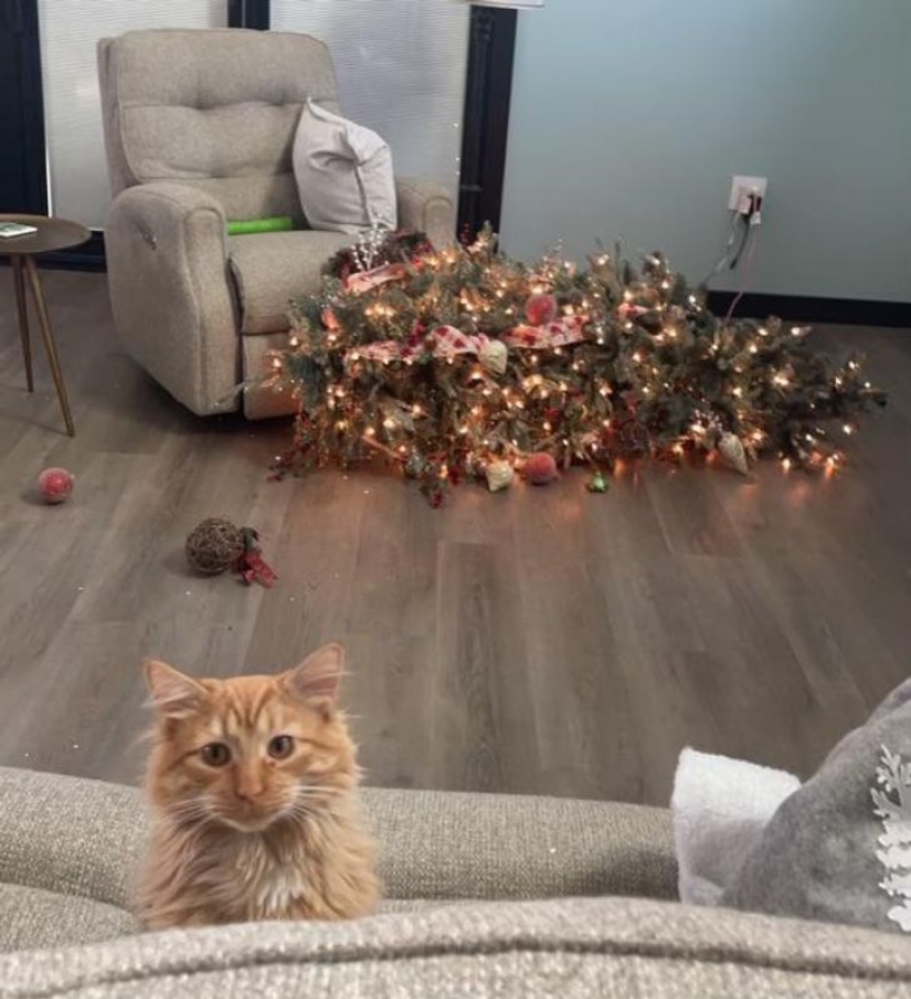 22 funny photos of animals that don't like the New Year 22 funny photos of animals that don't like the New Year