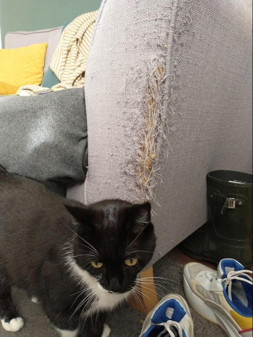 22 funny photos of animals that don't like the New Year 22 funny photos of animals that don't like the New Year