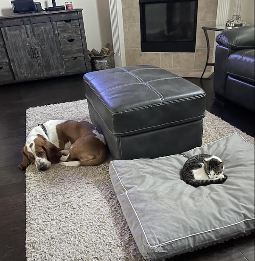 22 funny photos of animals that don't like the New Year 22 funny photos of animals that don't like the New Year