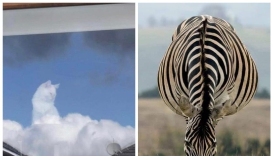 22 funny photos, what is happening on which you will not immediately understand