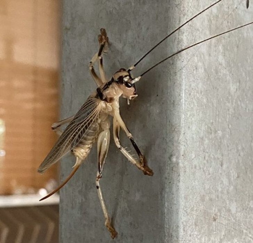 22 good reasons to never visit Australia 22 good reasons to never visit Australia