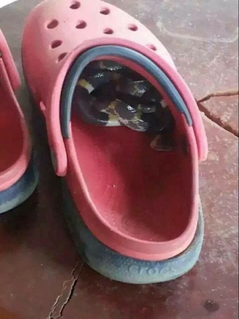 22 good reasons to never visit Australia 22 good reasons to never visit Australia