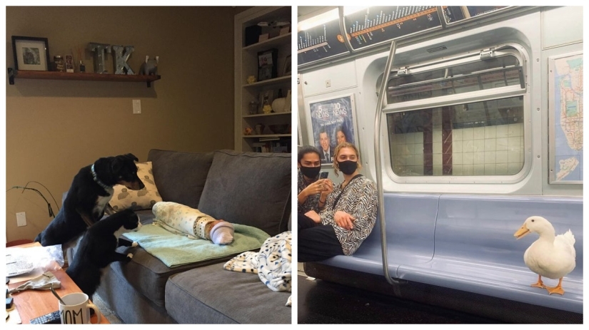 22 incredibly cute photos with animals that will brighten up even the darkest day