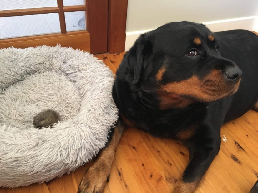 22 incredibly cute photos with animals that will brighten up even the darkest day