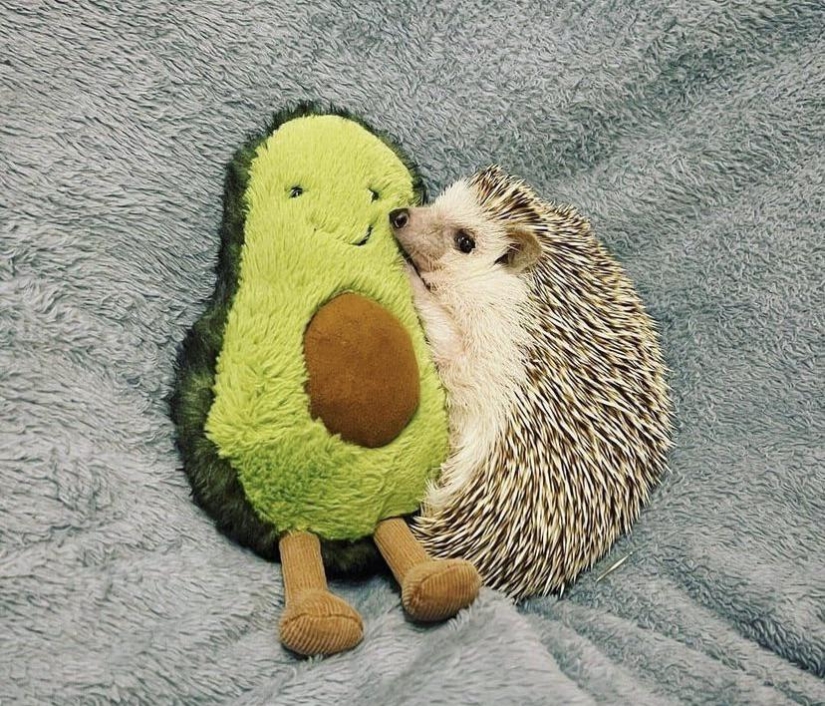 22 incredibly cute photos with animals that will brighten up even the darkest day