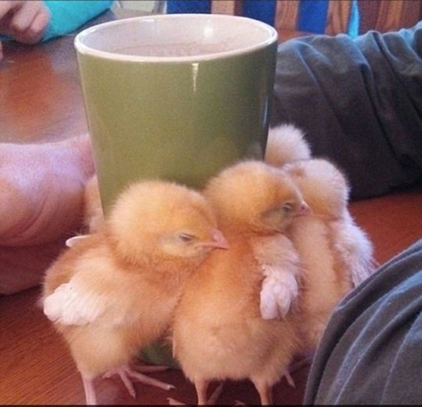 22 incredibly cute photos with animals that will brighten up even the darkest day