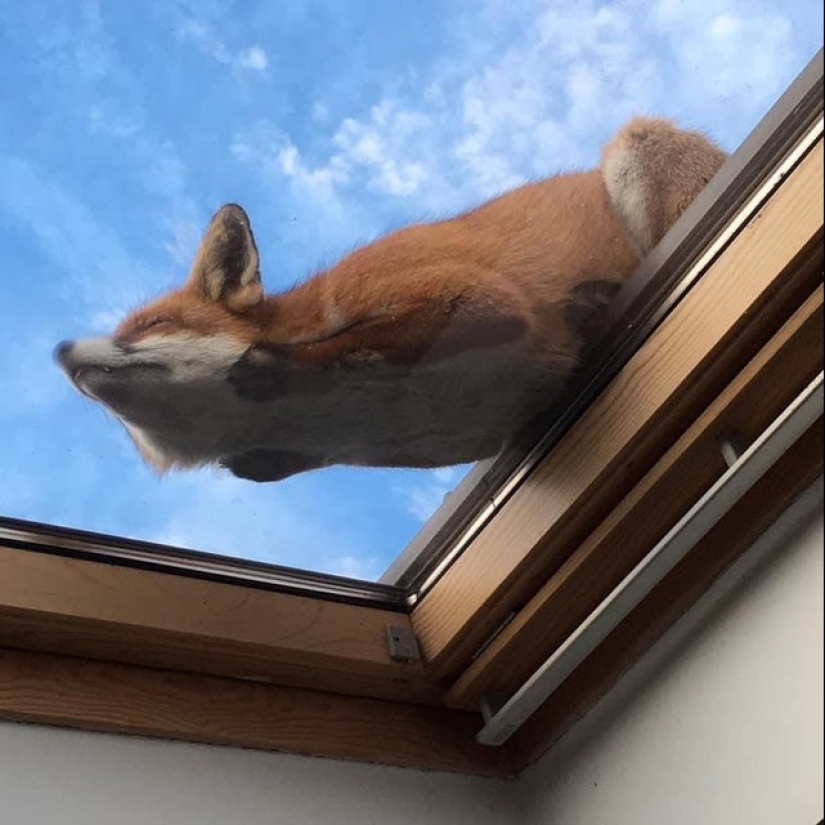 22 incredibly cute photos with animals that will brighten up even the darkest day