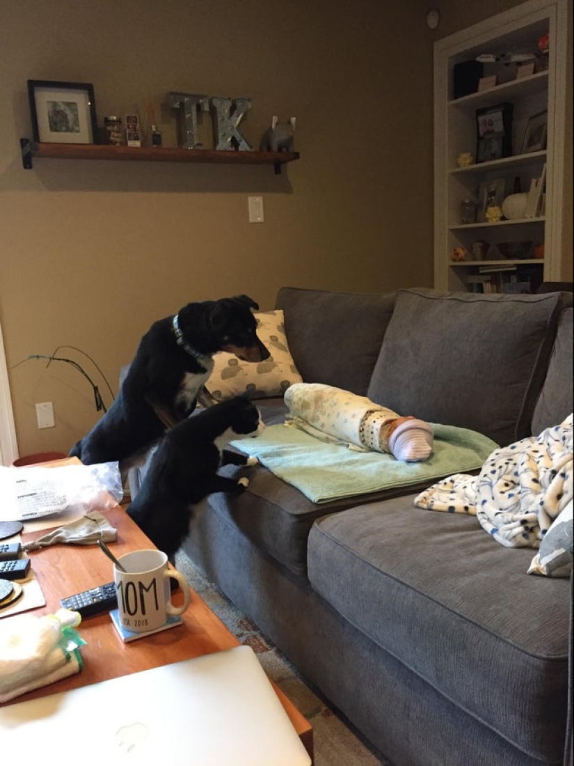 22 incredibly cute photos with animals that will brighten up even the darkest day