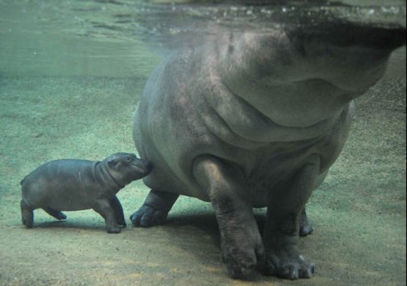 22 lindos cachorros de animales salvajes que solo quieres abrazar 22 lindos cachorros de animales salvajes que solo quieres abrazar