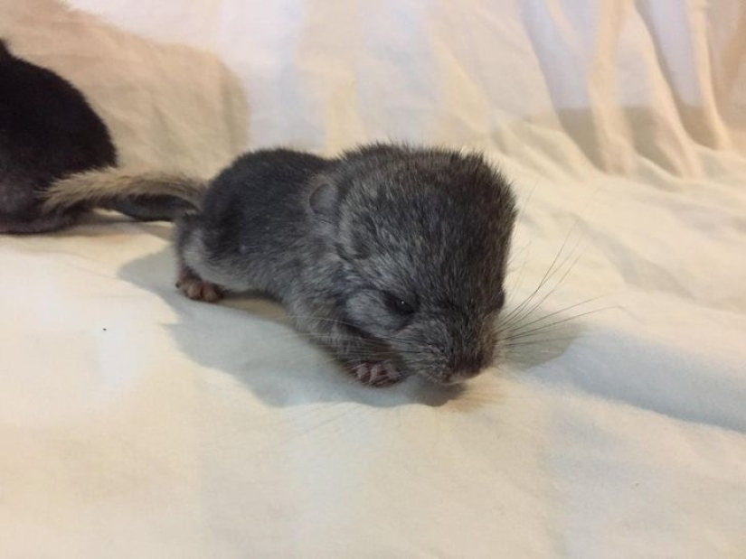 22 lindos cachorros de animales salvajes que solo quieres abrazar 22 lindos cachorros de animales salvajes que solo quieres abrazar