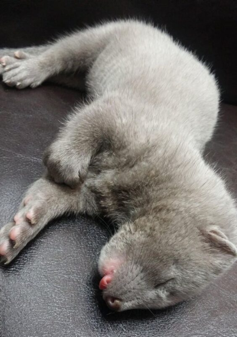 22 lindos cachorros de animales salvajes que solo quieres abrazar 22 lindos cachorros de animales salvajes que solo quieres abrazar