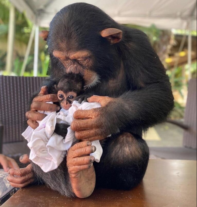 22 lindos cachorros de animales salvajes que solo quieres abrazar 22 lindos cachorros de animales salvajes que solo quieres abrazar