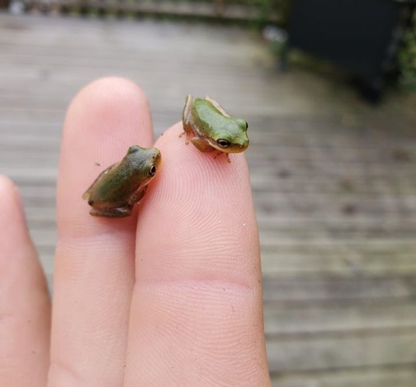 22 lindos cachorros de animales salvajes que solo quieres abrazar 22 lindos cachorros de animales salvajes que solo quieres abrazar