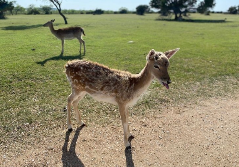 22 lindos cachorros de animales salvajes que solo quieres abrazar 22 lindos cachorros de animales salvajes que solo quieres abrazar