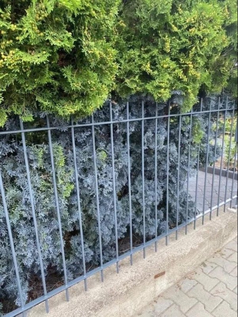 22 photos from people who were able to realize their sick fantasies