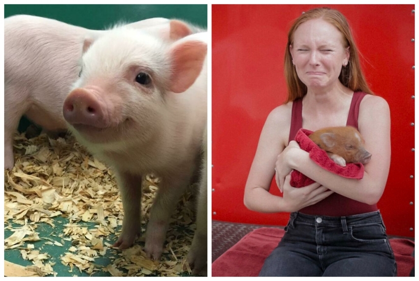 22 proofs that pigs can be incredibly cute too 22 proofs that pigs can be incredibly cute too