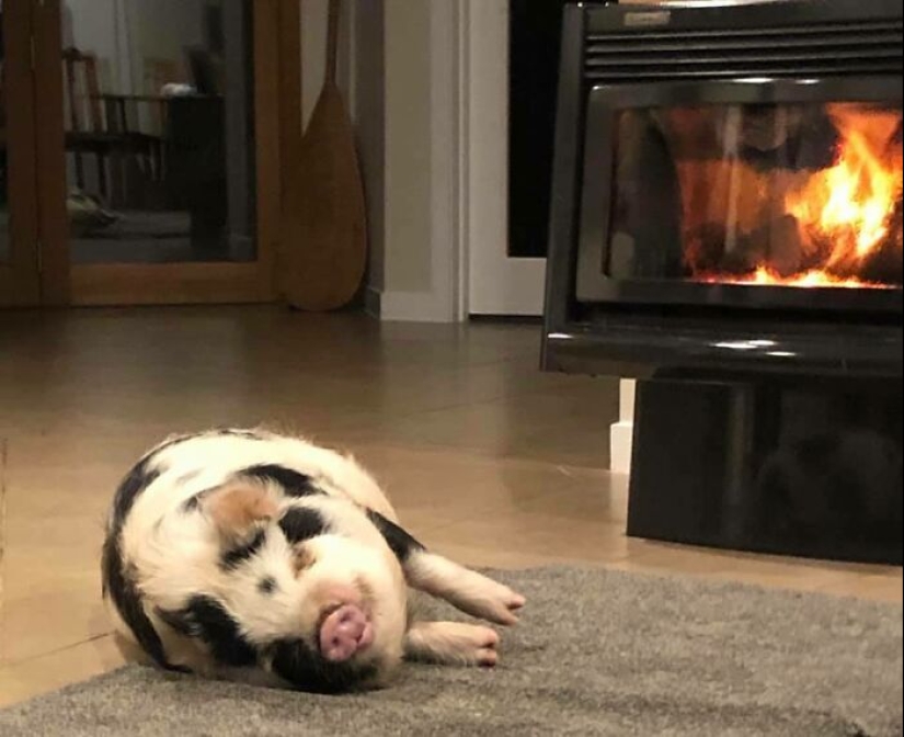 22 proofs that pigs can be incredibly cute too 22 proofs that pigs can be incredibly cute too