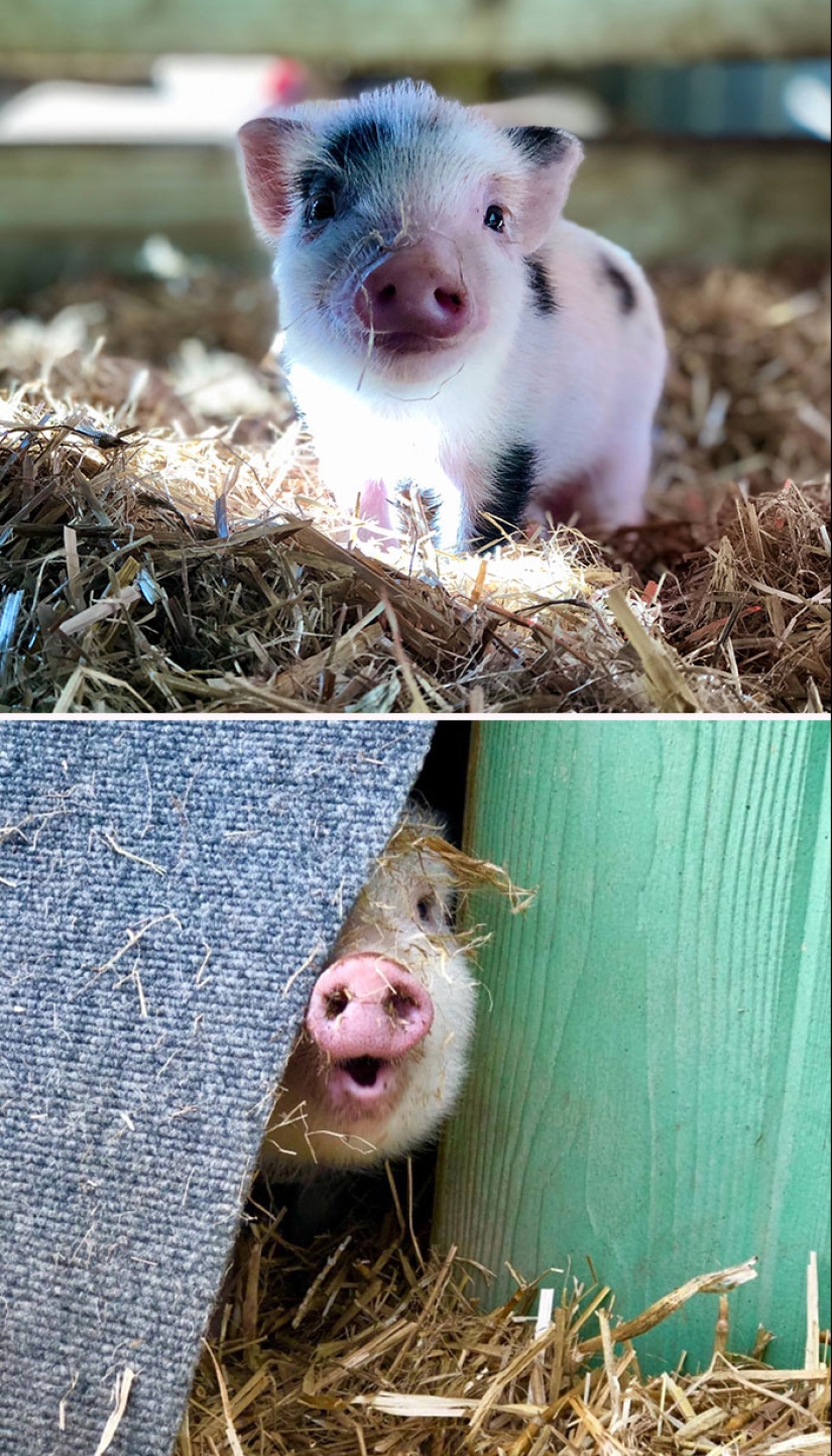 22 proofs that pigs can be incredibly cute too 22 proofs that pigs can be incredibly cute too