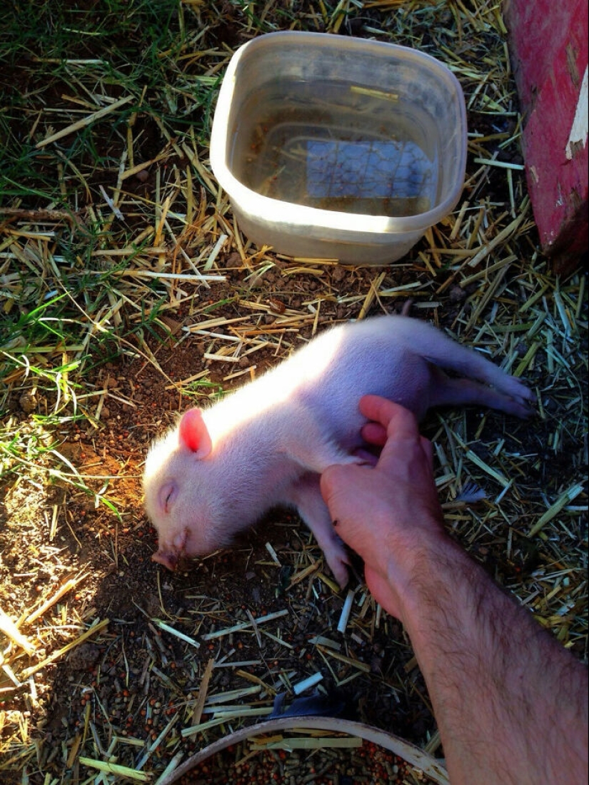 22 proofs that pigs can be incredibly cute too 22 proofs that pigs can be incredibly cute too