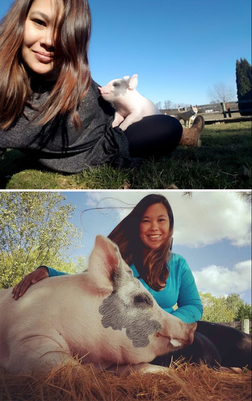 22 proofs that pigs can be incredibly cute too 22 proofs that pigs can be incredibly cute too