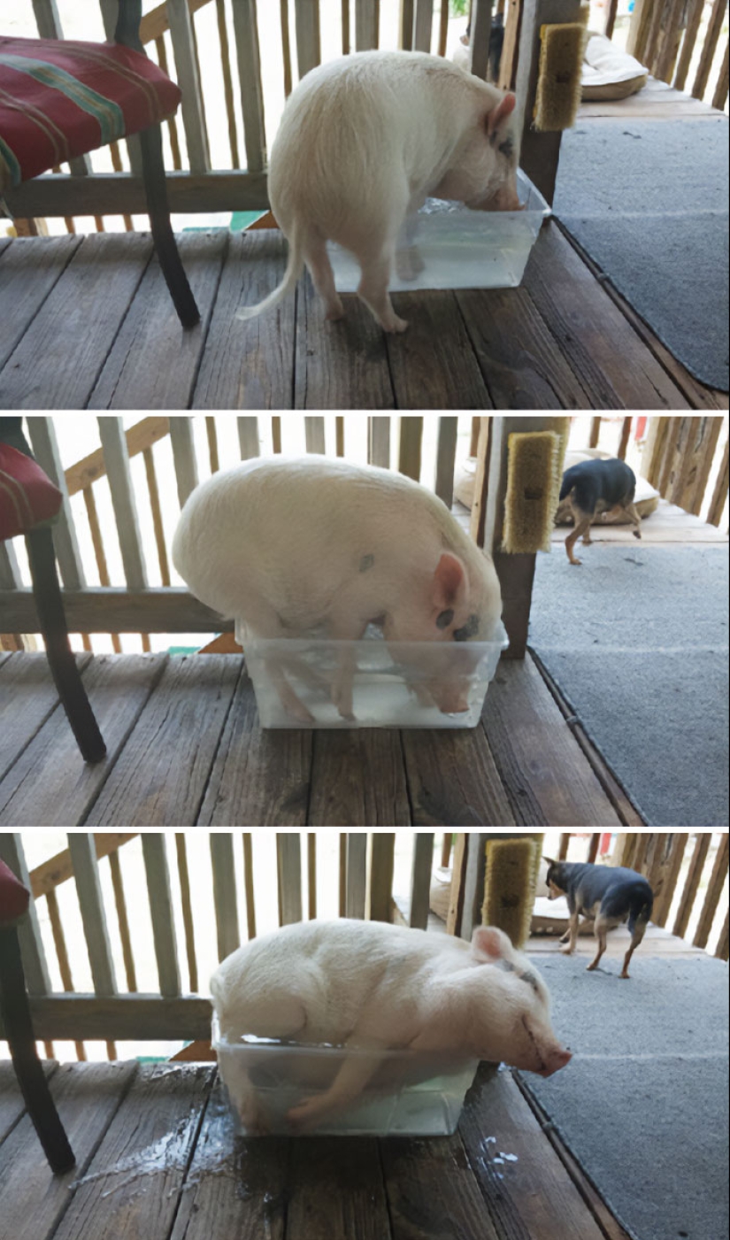 22 proofs that pigs can be incredibly cute too 22 proofs that pigs can be incredibly cute too