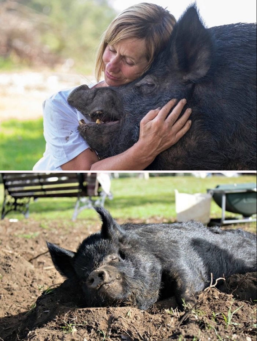 22 proofs that pigs can be incredibly cute too 22 proofs that pigs can be incredibly cute too