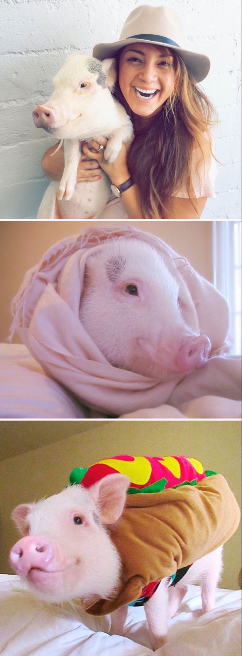 22 proofs that pigs can be incredibly cute too 22 proofs that pigs can be incredibly cute too