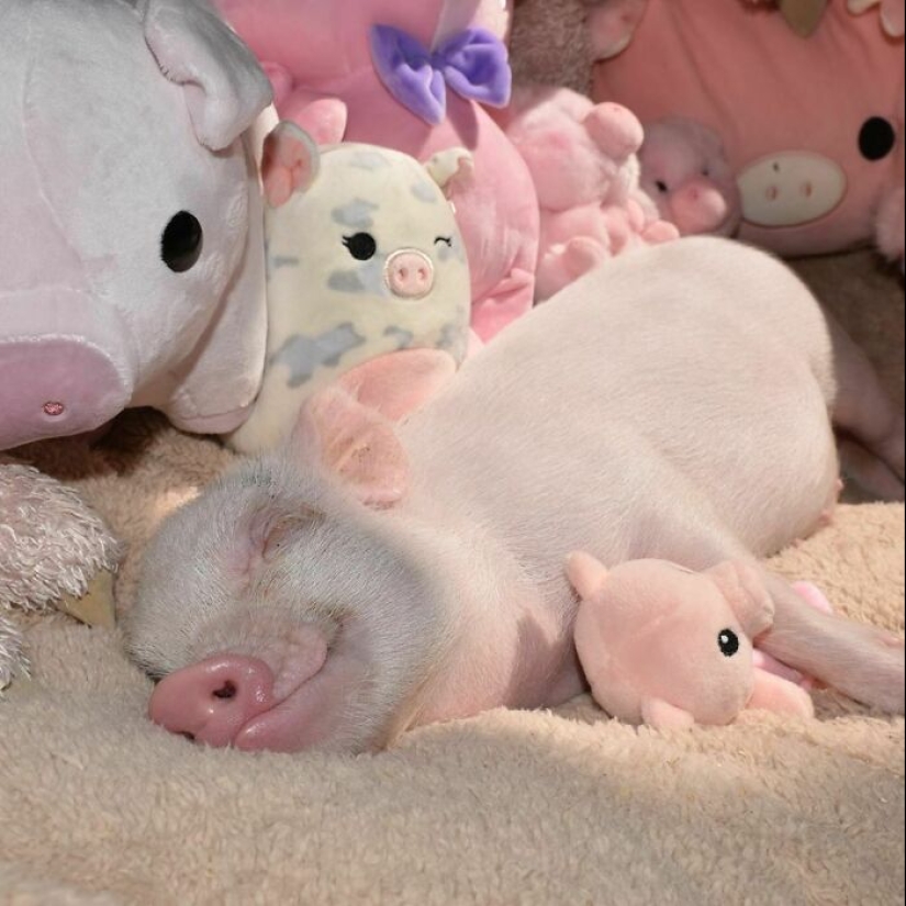 22 proofs that pigs can be incredibly cute too 22 proofs that pigs can be incredibly cute too