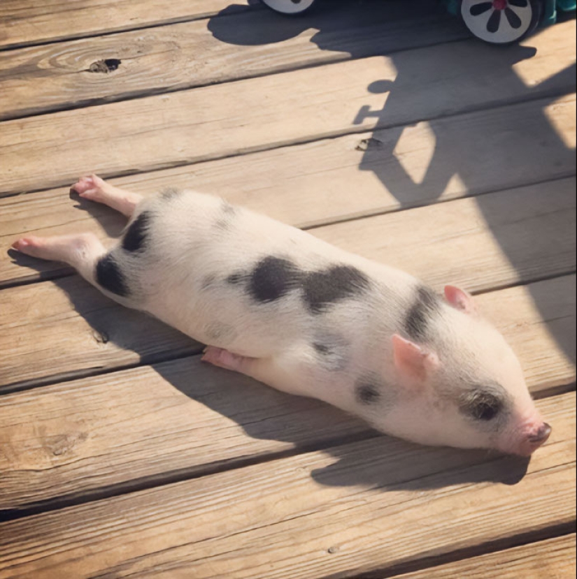 22 proofs that pigs can be incredibly cute too 22 proofs that pigs can be incredibly cute too
