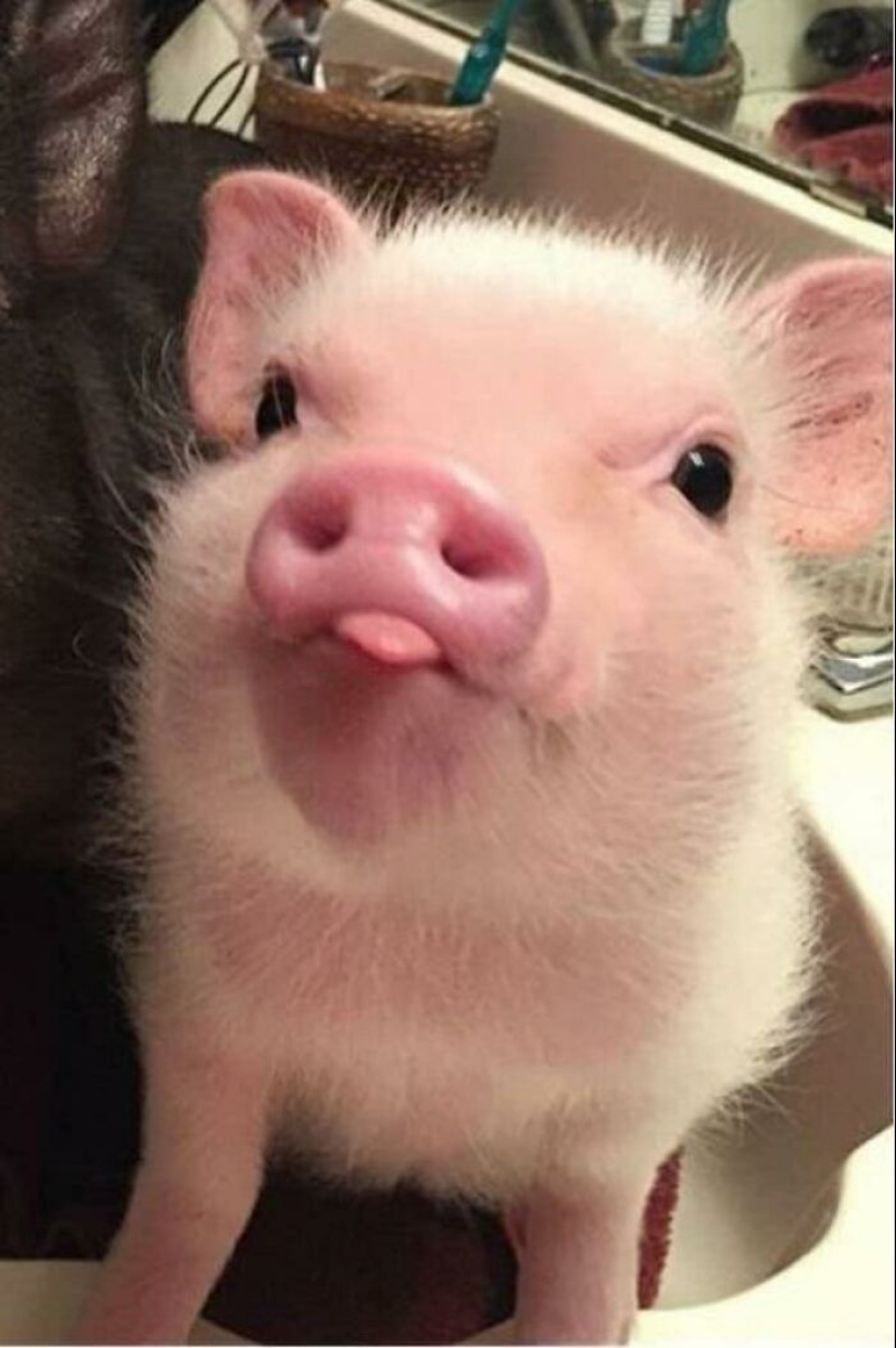 22 proofs that pigs can be incredibly cute too 22 proofs that pigs can be incredibly cute too
