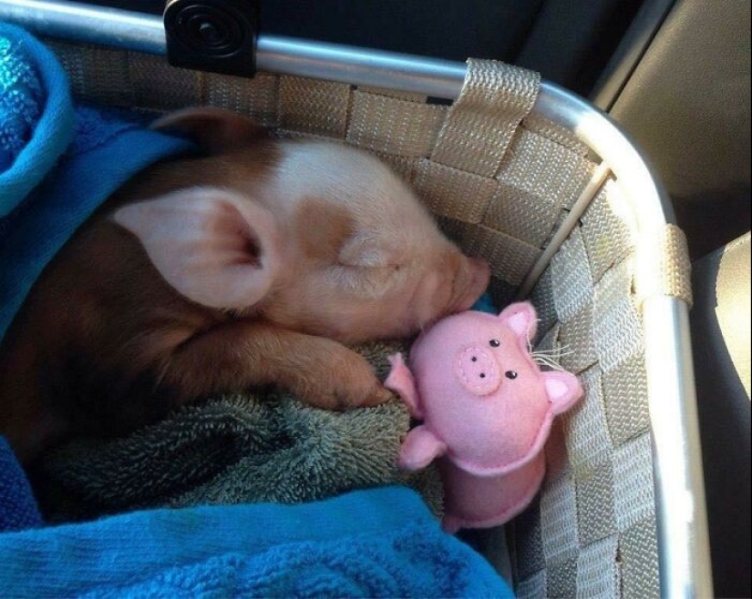 22 proofs that pigs can be incredibly cute too 22 proofs that pigs can be incredibly cute too