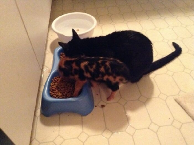 22 proofs that pigs can be incredibly cute too 22 proofs that pigs can be incredibly cute too