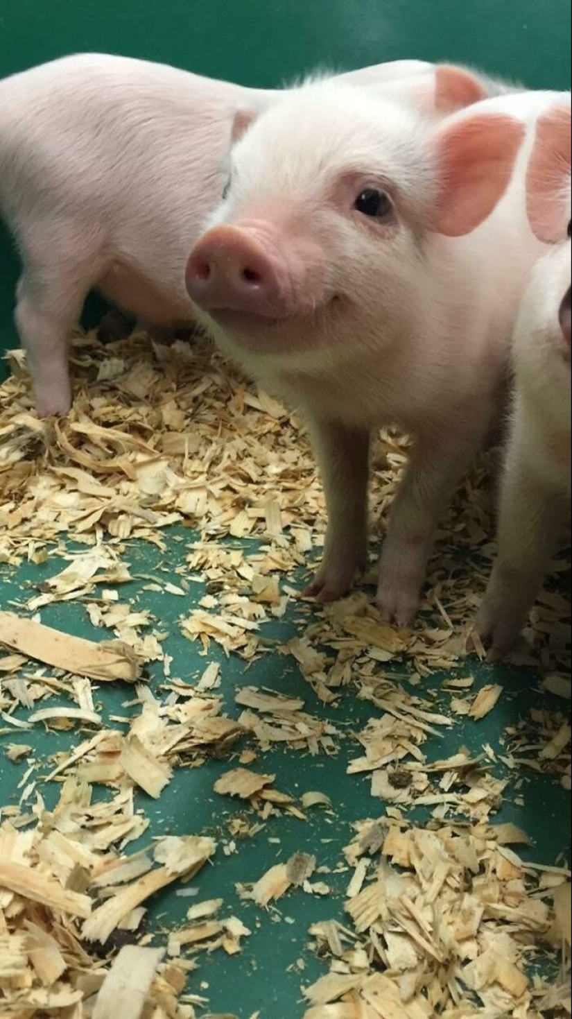 22 proofs that pigs can be incredibly cute too 22 proofs that pigs can be incredibly cute too
