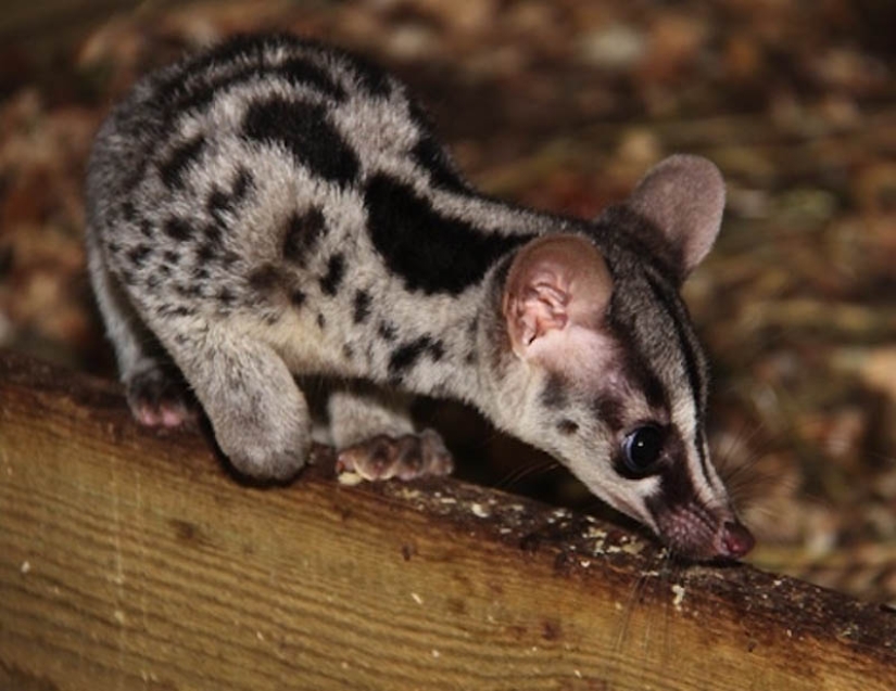 22 tipos de tocar animales exóticos para bebés 22 tipos de tocar animales exóticos para bebés