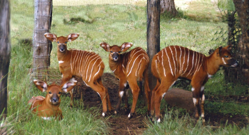 22 tipos de tocar animales exóticos para bebés 22 tipos de tocar animales exóticos para bebés