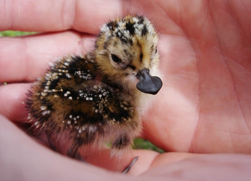 22 types of touching exotic baby animals 22 types of touching exotic baby animals