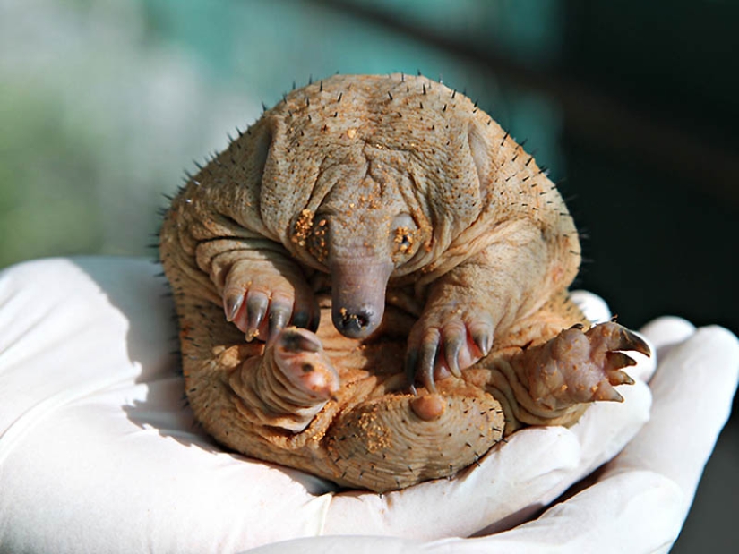 22 types of touching exotic baby animals 22 types of touching exotic baby animals