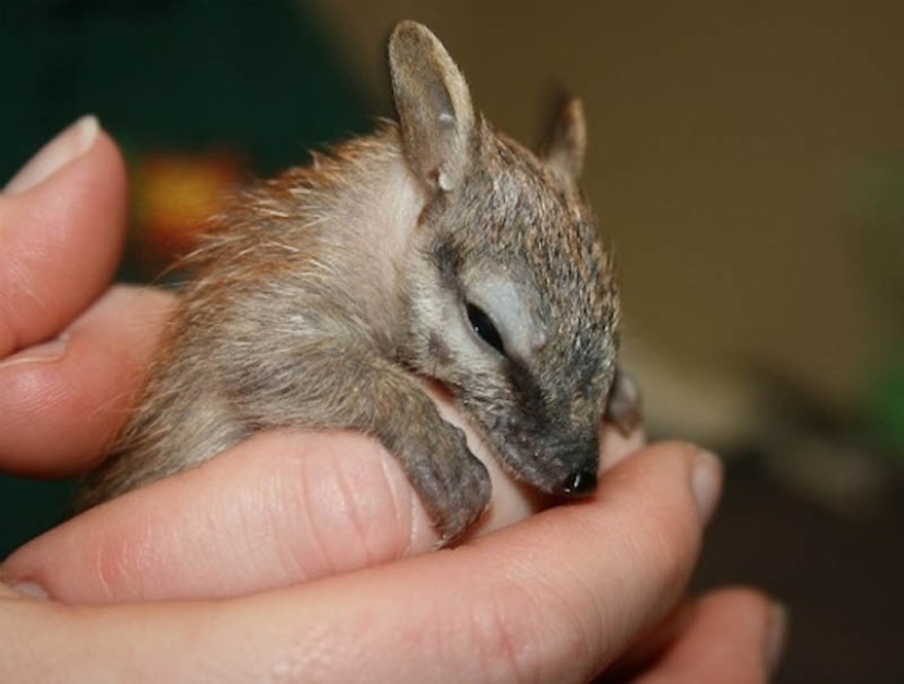 22 types of touching exotic baby animals 22 types of touching exotic baby animals