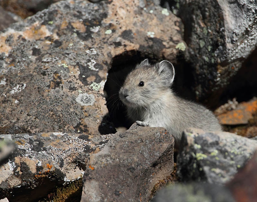 22 types of touching exotic baby animals 22 types of touching exotic baby animals