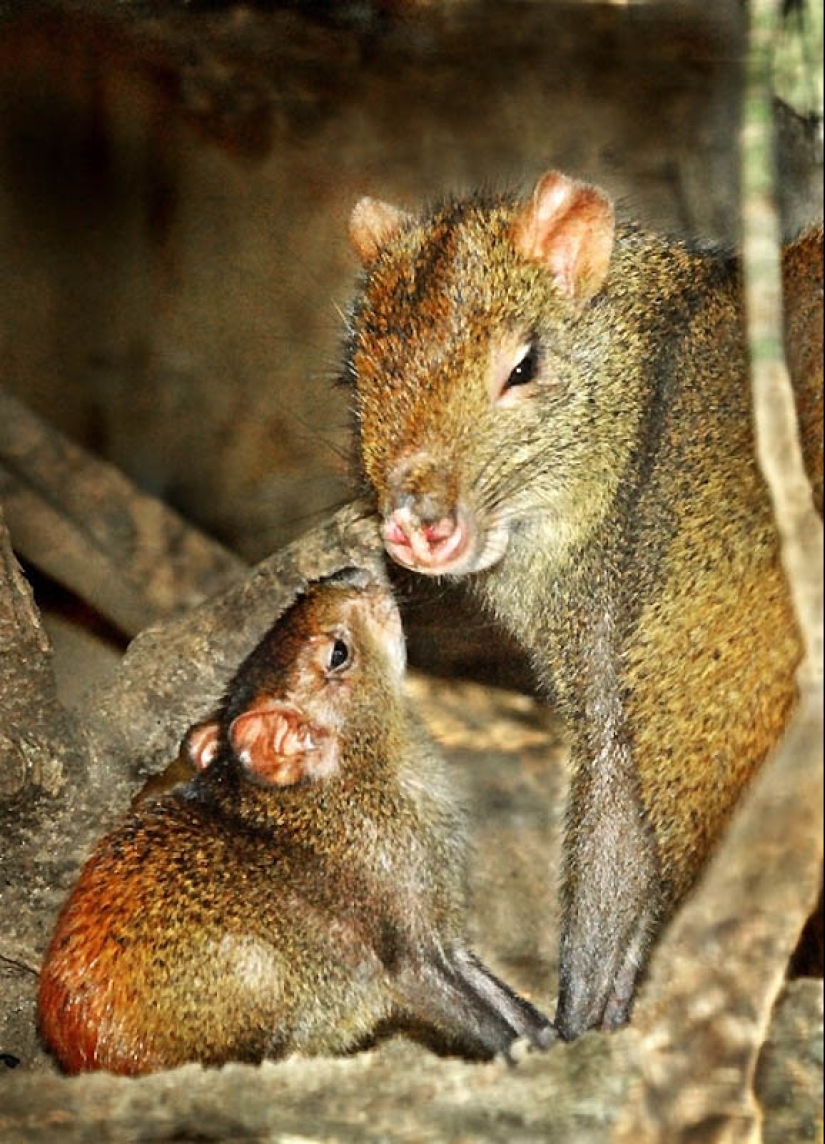 22 types of touching exotic baby animals 22 types of touching exotic baby animals