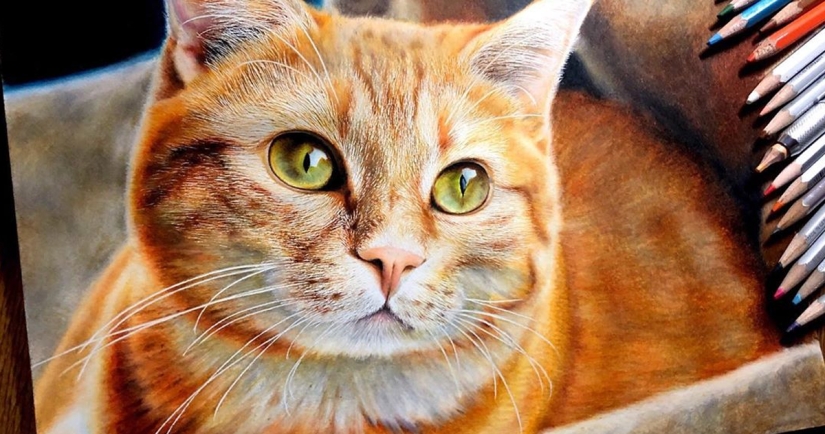 23 dibujos de gatos en el género del hiperrealismo