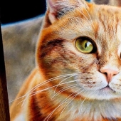 23 dibujos de gatos en el género del hiperrealismo