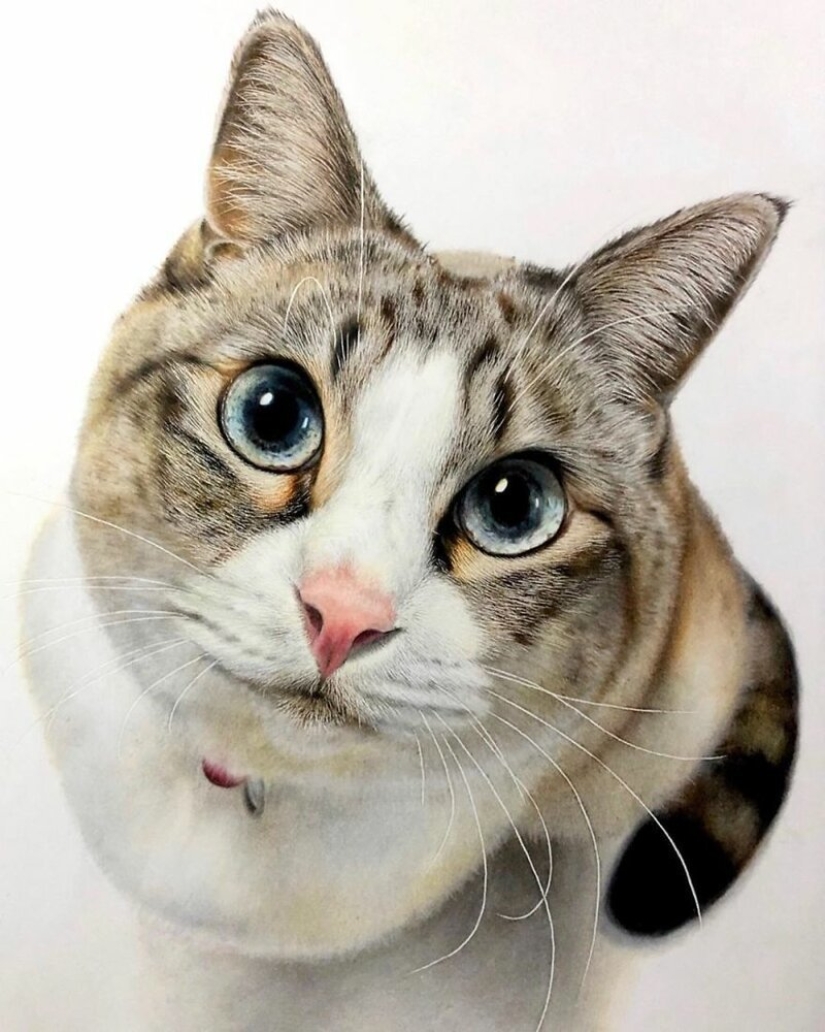 23 drawings of cats in the genre of hyperrealism 23 drawings of cats in the genre of hyperrealism