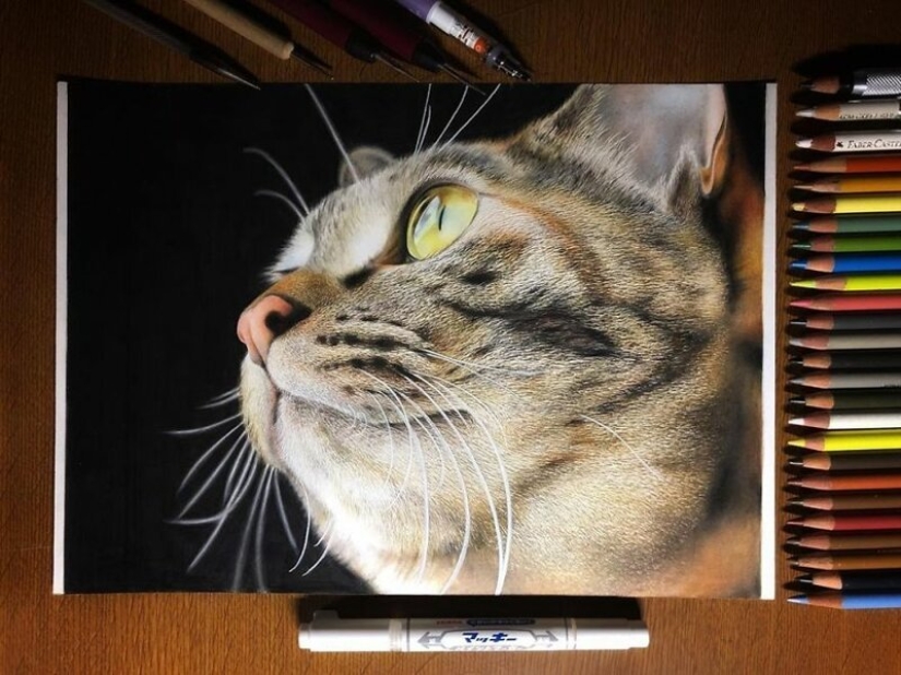 23 drawings of cats in the genre of hyperrealism 23 drawings of cats in the genre of hyperrealism