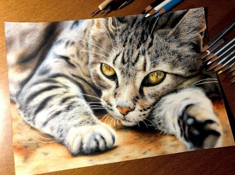 23 drawings of cats in the genre of hyperrealism 23 drawings of cats in the genre of hyperrealism