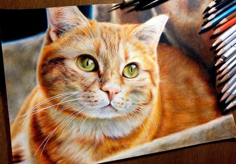 23 drawings of cats in the genre of hyperrealism 23 drawings of cats in the genre of hyperrealism